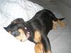 Rottweiler Speedy
