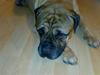 Bullmastiff Møffe (rip)