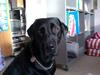 Labrador retriever Ronja