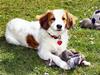 Kooikerhondje Molly