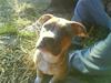 Amerikansk staffordshire terrier Naya