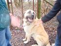 Kangal DozerDuman