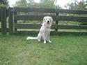 Golden retriever Lucky
