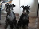 Dvaergschnauzer don