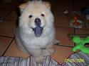 Chow chow Litchi Chow Daisy May