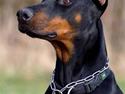 Dobermann Nita di altobello <3