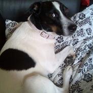 Glathåret foxterrier Molly