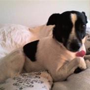 Glathåret foxterrier Molly