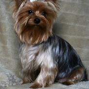 Yorkshire terrier *RØDEBRO´S Pixi*