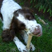 Kleiner münsterländer Mollie