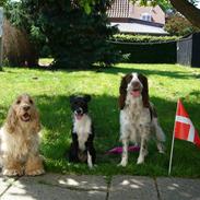 Kleiner münsterländer Mollie