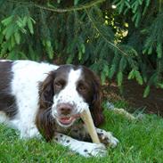 Kleiner münsterländer Mollie