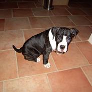 Olde victorian bulldogge Arnold