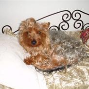 Yorkshire terrier Sofus