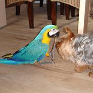 Yorkshire terrier Sofus