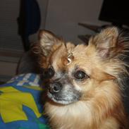 Chihuahua sonny
