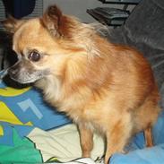 Chihuahua sonny