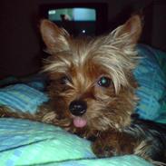 Yorkshire terrier Mischa von Hasselberg