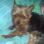 Yorkshire terrier Mischa von Hasselberg