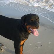 Rottweiler Thor