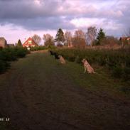 Labrador retriever Birdsong´s Zunrice "silke