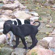 Grand danois Kirkedals Alladin- Dino