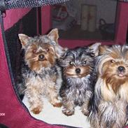 Yorkshire terrier bibi, frida og viktor 