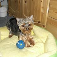 Yorkshire terrier bibi, frida og viktor 