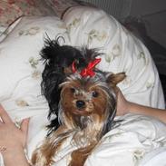 Yorkshire terrier bibi, frida og viktor 