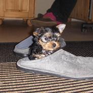 Yorkshire terrier bibi, frida og viktor 