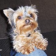 Yorkshire terrier bibi, frida og viktor 