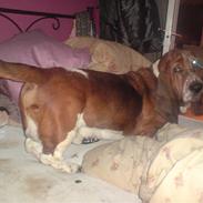 Basset hound Bourbon R.I.P