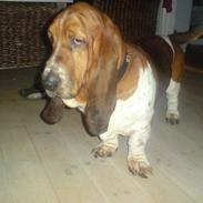 Basset hound Bourbon R.I.P