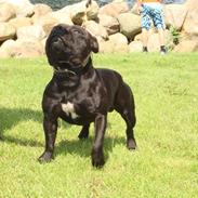 Staffordshire bull terrier Don Trigger