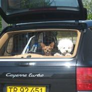 Blanding af racer Yoshi