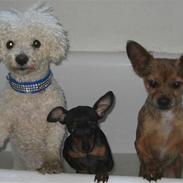 Blanding af racer Yoshi