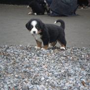 Berner sennenhund max