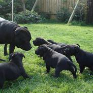 Staffordshire bull terrier Don Trigger