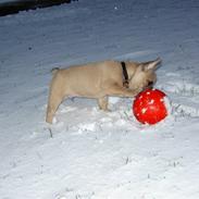 Fransk bulldog Joker Face Brown Sugar