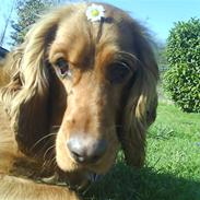 Cocker spaniel Teddy