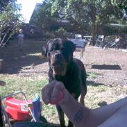 Rottweiler Kato død D. 9/4-