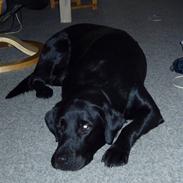 Blanding af racer Basse