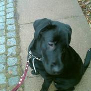 Blanding af racer Basse