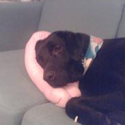 Blanding af racer Basse