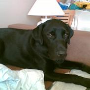 Blanding af racer Basse