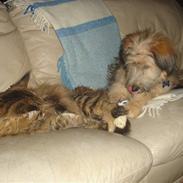 Blanding af racer  (græker) Znugi