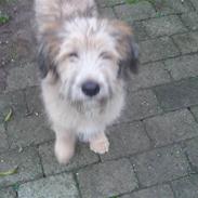 Blanding af racer  (græker) Znugi