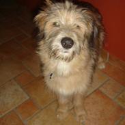 Blanding af racer  (græker) Znugi