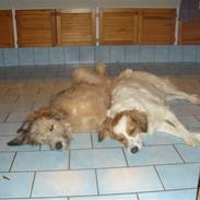 Blanding af racer  (græker) Znugi