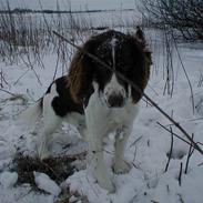 Field Trial spaniel Sille